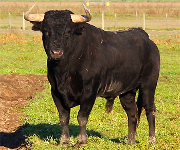 toro de Palha