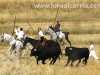 encierro-campo-trillo18