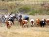 encierro-campo-trillo58