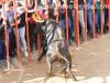 chilo07