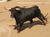 chilo09