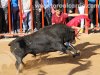 chilo11