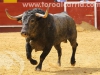 torosValencia47.jpg