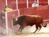 Toros-Trillo10