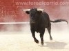 Toros-Trillo23