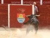 Toros-Trillo27