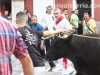 vacas-cuenca23