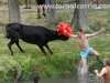 vacas-tajo31