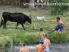 vacas-tajo32