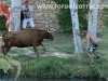 vacas-tajo20