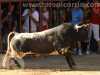 Toros_Valfermoso_34