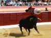 Toroalcarria14