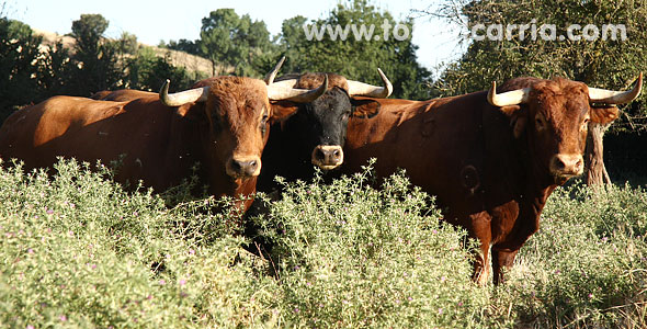 Toros para Brihuega 2011