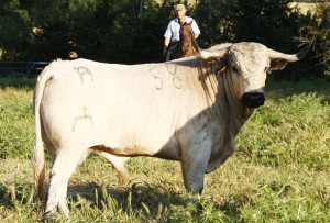 El toro blanco 2011