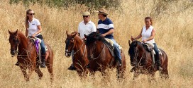 Caballos en Brihuega