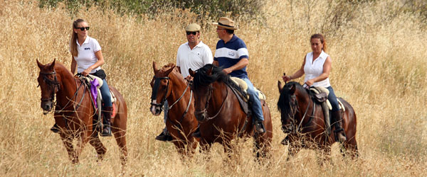 Caballos en Brihuega