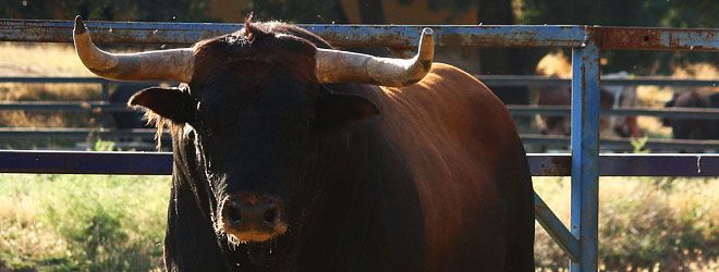 Toro de Brihuega