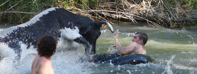 Vacas por el Tajo