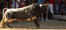 toros Valfermoso