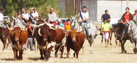 Encierro por el campo