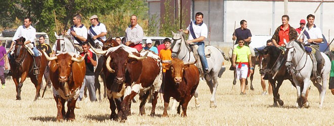 Encierro por el campo