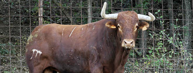 Toros Brihuega