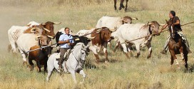 Encierro en Trillo