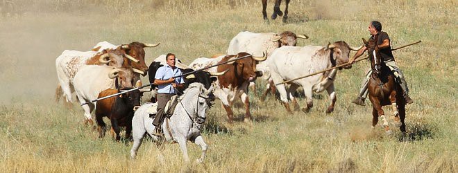 Encierro en Trillo