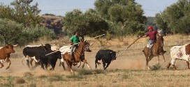 Encierro en Cifuentes