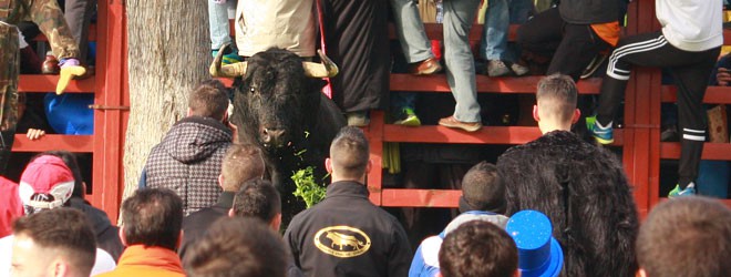 Toro del Antruejo