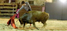 Toros en Azañón