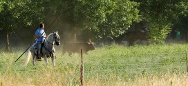 Encierro en El Recuenco