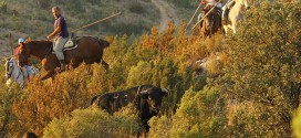 Encierro por el campo de Trillo