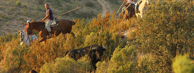 Encierro por el campo de Trillo