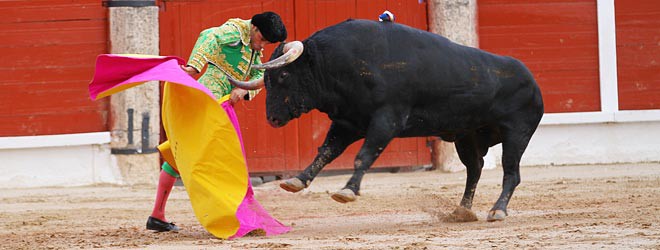 Toros de Samuel Flores