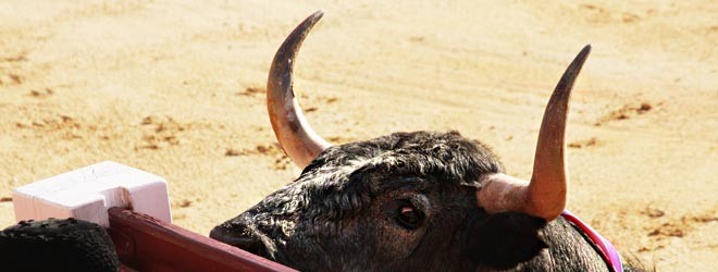 Toro de Madrid