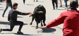 toros en Anchuelo