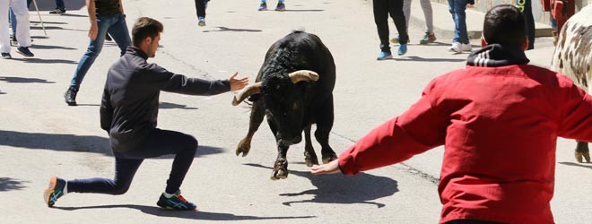 toros en Anchuelo