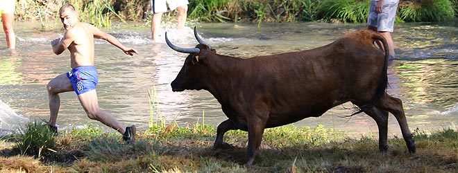 Vacas por el Tajo