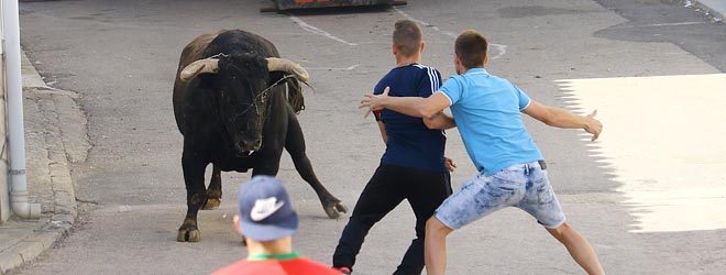 Torrejoncillo toro