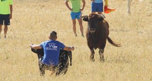 Encierro por el campo de Torija