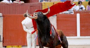 Toros de Pedrés