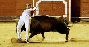 Recortadores en Móstoles