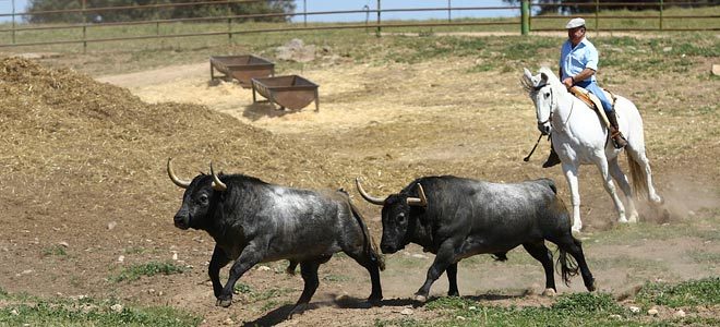 torols adolfo madrid 2019