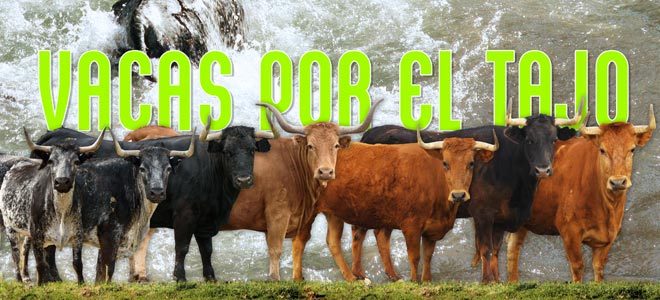 Vacas Tajo 2019