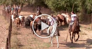 Encierros toros brihuega