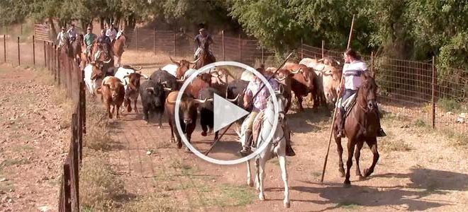 Encierros toros brihuega