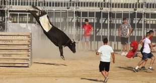 Vacas Sagunto