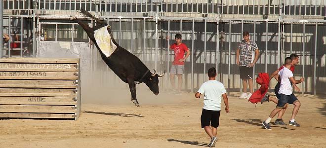 Vacas Sagunto