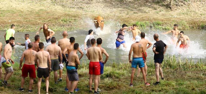 vacas por el tajo